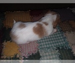 Small Photo #8 Dachshund Puppy For Sale in HAMILTON, MO, USA