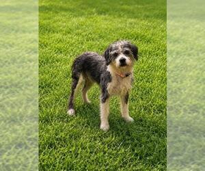 Poodle (Standard)-Unknown Mix Dogs for adoption in Forestville, MD, USA