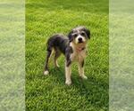 Small Poodle (Standard) Mix