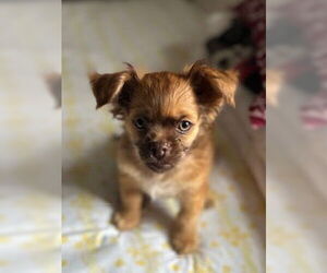 ShiChi Dogs for adoption in Oakhurst, NJ, USA