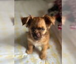 Small ShiChi