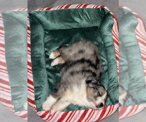 Miniature Australian Shepherd Puppy for sale in WARTRACE, TN, USA