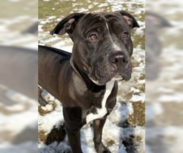 Medium Photo #4 Mutt Puppy For Sale in Evansville, IN, USA