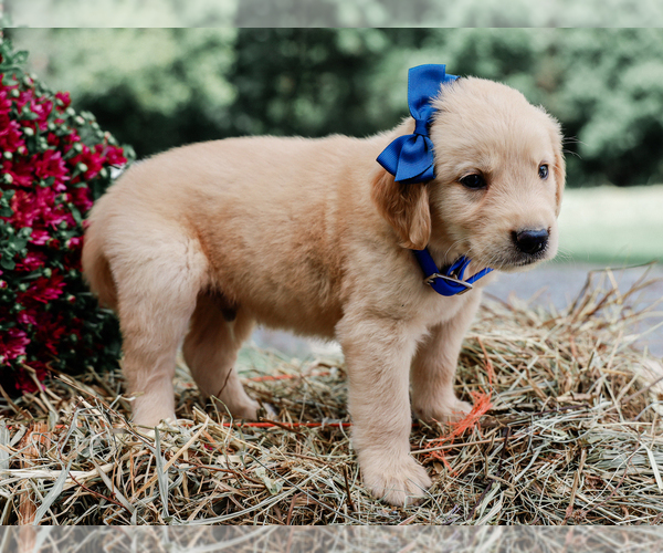 Medium Photo #5 Golden Retriever Puppy For Sale in LIBERTY, KY, USA