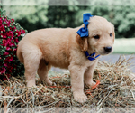 Small #4 Golden Retriever