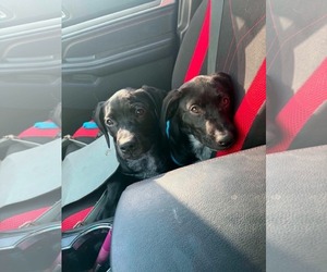 Labrador Retriever-Unknown Mix Dogs for adoption in Sandy, UT, USA