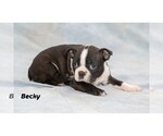 Small Photo #15 Boston Terrier Puppy For Sale in CLARE, MI, USA
