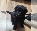 Small #2 Goldendoodle
