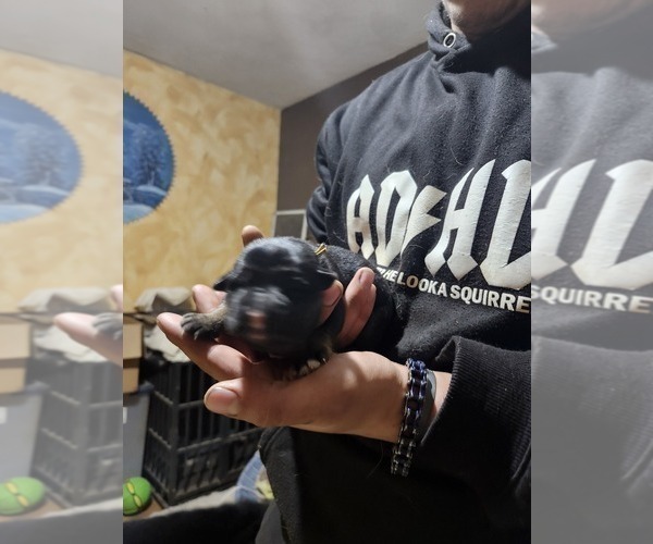 Medium Photo #46 German Shepherd Dog Puppy For Sale in LA FAYETTE, NY, USA