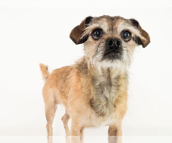 Medium Photo #2 Mutt Puppy For Sale in phoenix, AZ, USA