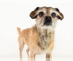 Small #1 Mutt