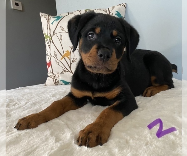 Full screen Photo #3 Rottweiler Puppy For Sale in NORMAL, IL, USA