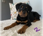 Small Photo #3 Rottweiler Puppy For Sale in NORMAL, IL, USA