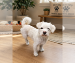 Small Poodle (Toy)