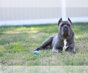 Father of the Cane Corso puppies born on 01/07/2024