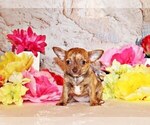 Small #2 Chihuahua