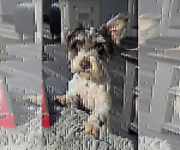 Medium Photo #1 Schnauzer (Miniature) Puppy For Sale in GOSHEN, IN, USA