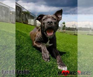 Ferlin - Male Mutt Dog for Adoption - Photo #7