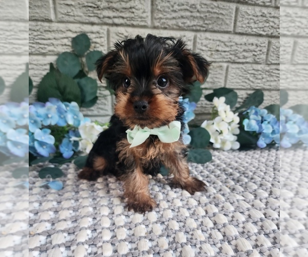 Medium Photo #2 Yorkshire Terrier Puppy For Sale in INDIANAPOLIS, IN, USA