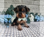 Small #1 Yorkshire Terrier