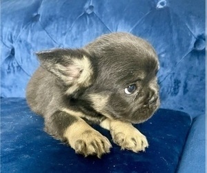 French Bulldog Puppy for sale in PENDLETON, OR, USA