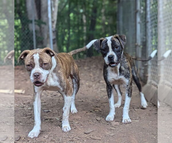 Medium Photo #3 Boxer-Unknown Mix Puppy For Sale in McCormick, SC, USA