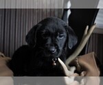 Small Photo #11 Labrador Retriever Puppy For Sale in STROUD, OK, USA