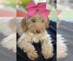 Small Photo #35 Goldendoodle mix (+ Poodle Miniature) Puppy For Sale in MENIFEE, CA, USA