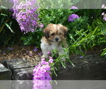 Small #3 Mal-Shi