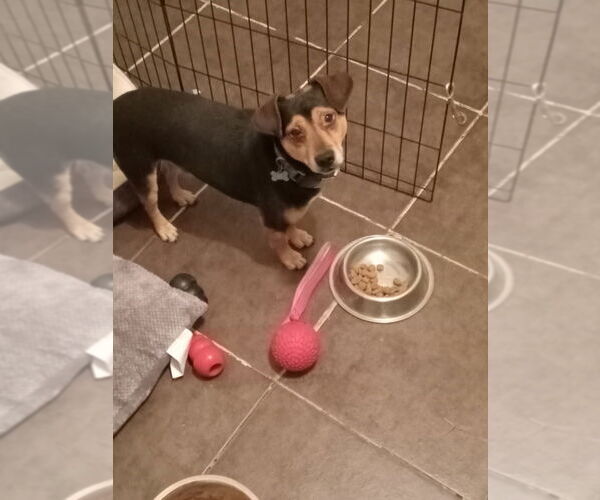 Medium Photo #2 Meagle Puppy For Sale in Dana Point, CA, USA