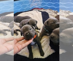 Cane Corso Puppy for sale in CHARLOTTE, NC, USA