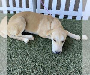 Pyrenees Border Collie Dogs for adoption in Modesto, CA, USA