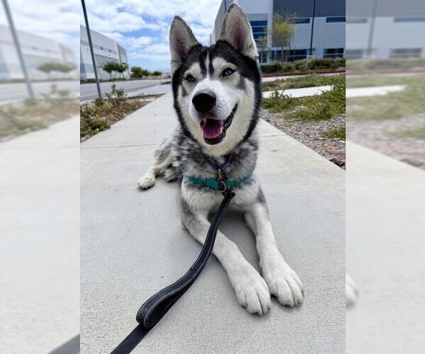 Medium Photo #1 Siberian Husky Puppy For Sale in Chula Vista, CA, USA