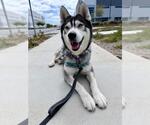 Small Siberian Husky