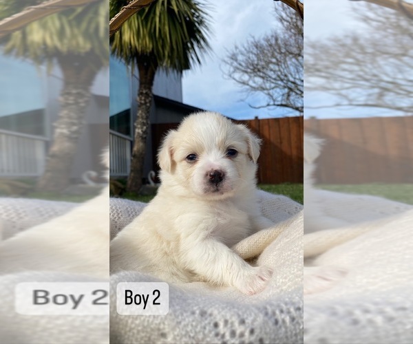 Medium Photo #2 Paperanian Puppy For Sale in PORTLAND, OR, USA