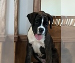 Small Photo #6 Boxer Puppy For Sale in NEW ULM, MN, USA