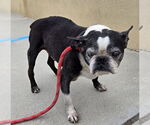 Small #1 Boston Terrier