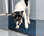 Small Photo #6 Jack Russell Terrier-Unknown Mix Puppy For Sale in Valrico, FL, USA