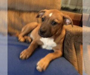 Labrador Retriever Dogs for adoption in Yardley, PA, USA
