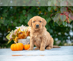 Puppy Nacho Golden Retriever