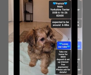 Yorkshire Terrier Puppy for sale in TUCSON, AZ, USA