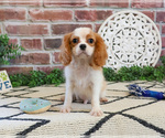 Small #6 Cavalier King Charles Spaniel
