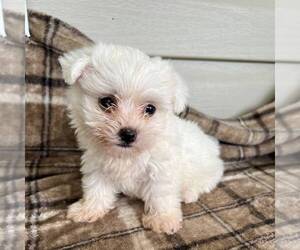 Morkie Puppy for sale in CHARLOTTE HALL, MD, USA