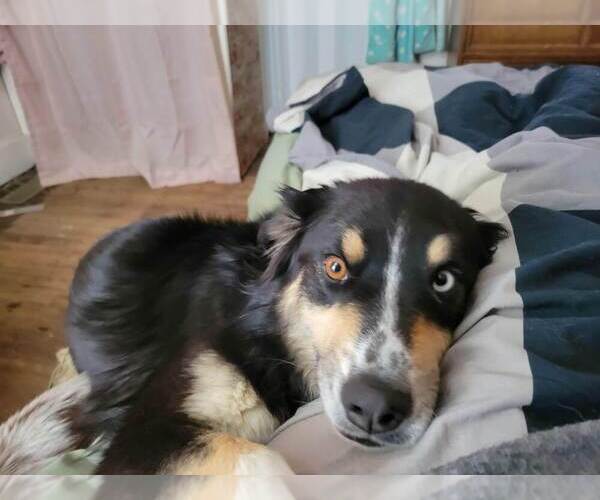 Medium Photo #1 Miniature Australian Shepherd Puppy For Sale in WILLIAMSBURG, CO, USA