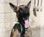 Small German Shepherd Dog Mix