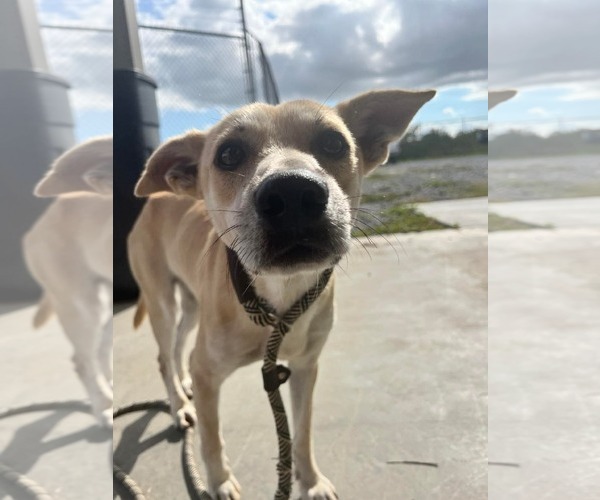 Medium Photo #1 Carolina Dog-Unknown Mix Puppy For Sale in Oakhurst, NJ, USA