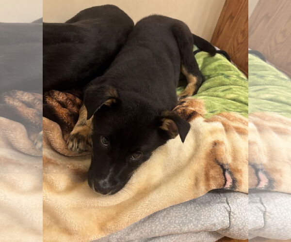 Medium Photo #5 Shepradors Puppy For Sale in Princeton, MN, USA