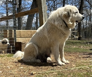 Mother of the Great Pyrenees puppies born on 02/19/2023