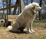 Small Photo #1 Great Pyrenees Puppy For Sale in KIRBYVILLE, MO, USA