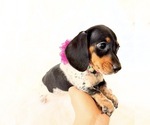 Small #5 Dachshund